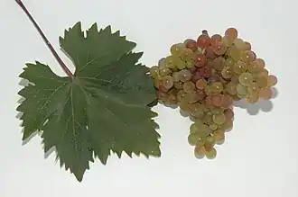 Roter Veltliner