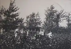 La photographie en noir et blanc représente une scène de vendange, fin XIXe&nbsp;siècle ou début XXe&nbsp;siècle. La récolte est faite par des femmes couvertes d'un fichu, le seul homme est porteur, avec une hotte dans le dos. La limite de la vigne semble se confondre avec la rangée d'arbres qui forme une haie en arrière-plan.