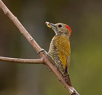 Description de l'image Veniliornis passerinus.jpg.
