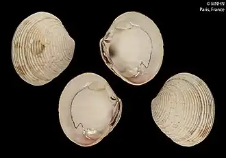 Venus crebrisulca