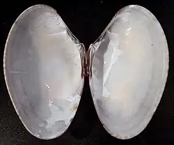 Venus declivis