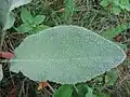 Feuille