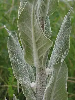 Feuilles supérieures pulvérulentes