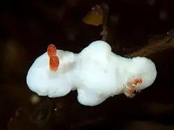 Verconia simplex
