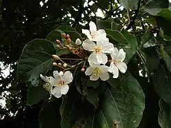 Fleurs.