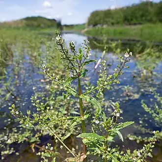 Description de l'image VeronicaCatenata.jpg.
