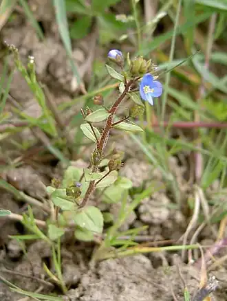 Description de l'image veronica_acinifolia1.jpg.
