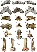 Vue en différents angles des différents vertèbres fossilisés d'un grand rhinocéros préhistorique sans corne.