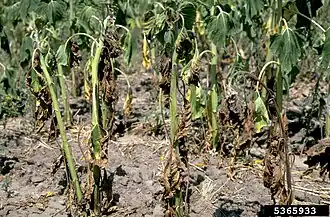 Description de l'image Verticillium wilt dahliae.jpg.