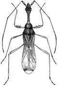 Vertomannus flavus, Laos, Vietnam.