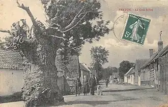 Le gros arbre.