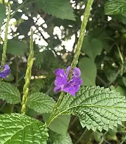Verveine bleue (itere).