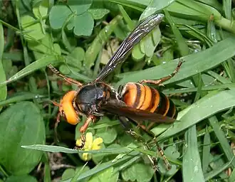 Vespa mandarinia