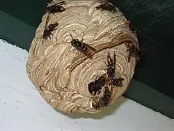 Vespa velutina en alerte sur son nid.