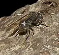 Vespa velutina nigrithorax, espèce invasive en France