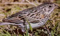 Description de l'image VesperSparrow23.jpg.