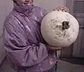 Vesse géante