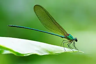 Vestalis gracilis