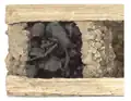 Détail d'une cellule vestibulaire contenant des fourmis mortes.