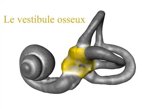 Vestibule osseux.
