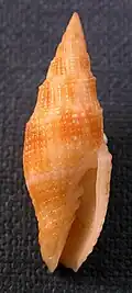 Vexillum poppei