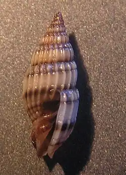 Vexillum vespula
