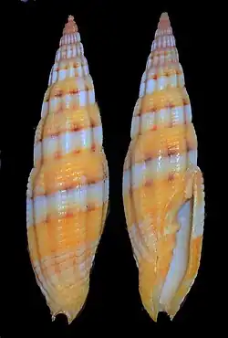 Vexillum dennisoni