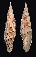 Vexillum mirabile