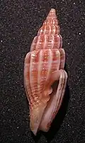Vexillum suluense