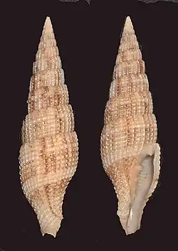 Vexillum takakuwai