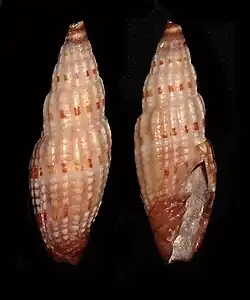Vexillum zikkurat