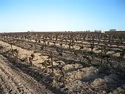 Vigne à basse densité en Andalousie.