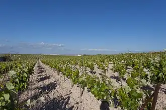 Vigne à Trebujena