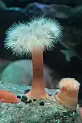 Metridium senile