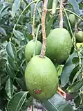 Pomme Cythère ou prunier de Cythère (vī tahiti).