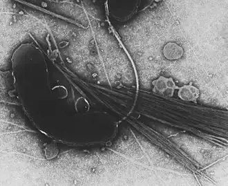Description de l'image Vibrio cholerae.jpg.