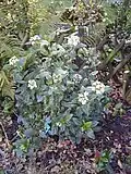 Viburnum tinus Gwenllian