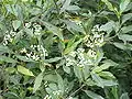 Viburnum globosum