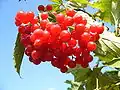 Viburnum opulus