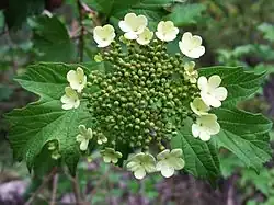 Fleurs de Viorne obier.