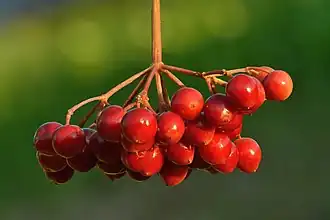Fruits de Viburnum opulus.