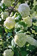 Viorne obier 'Boule de neige'.