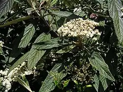 Viburnum rhytidophyllum