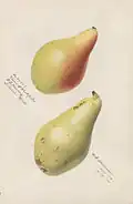 Vicar of Winkfield (pear).