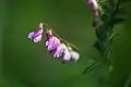Vicia cassubica | Forêt de Vouillé | 07.06.2021.
