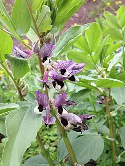Fleur de fève.