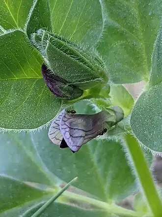 Description de l'image Vicia johannis1.jpg.