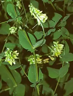 Vesce à feuilles de pois