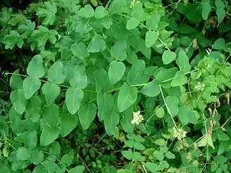 Description de l'image Vicia pisiformis3 W.jpg.