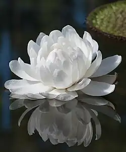 Fleur nouvellement épanouie, blanche.